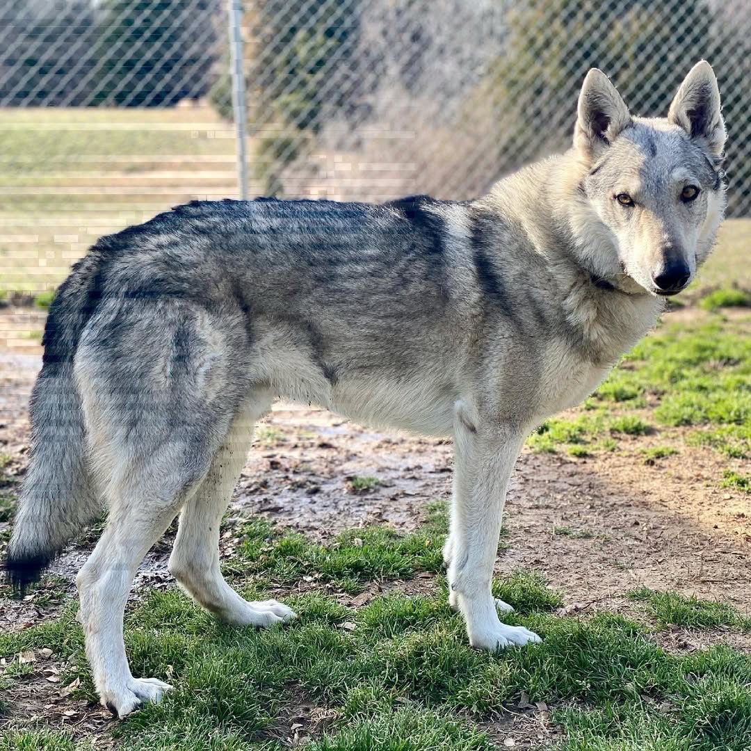 Czechoslovakian Wolfdog