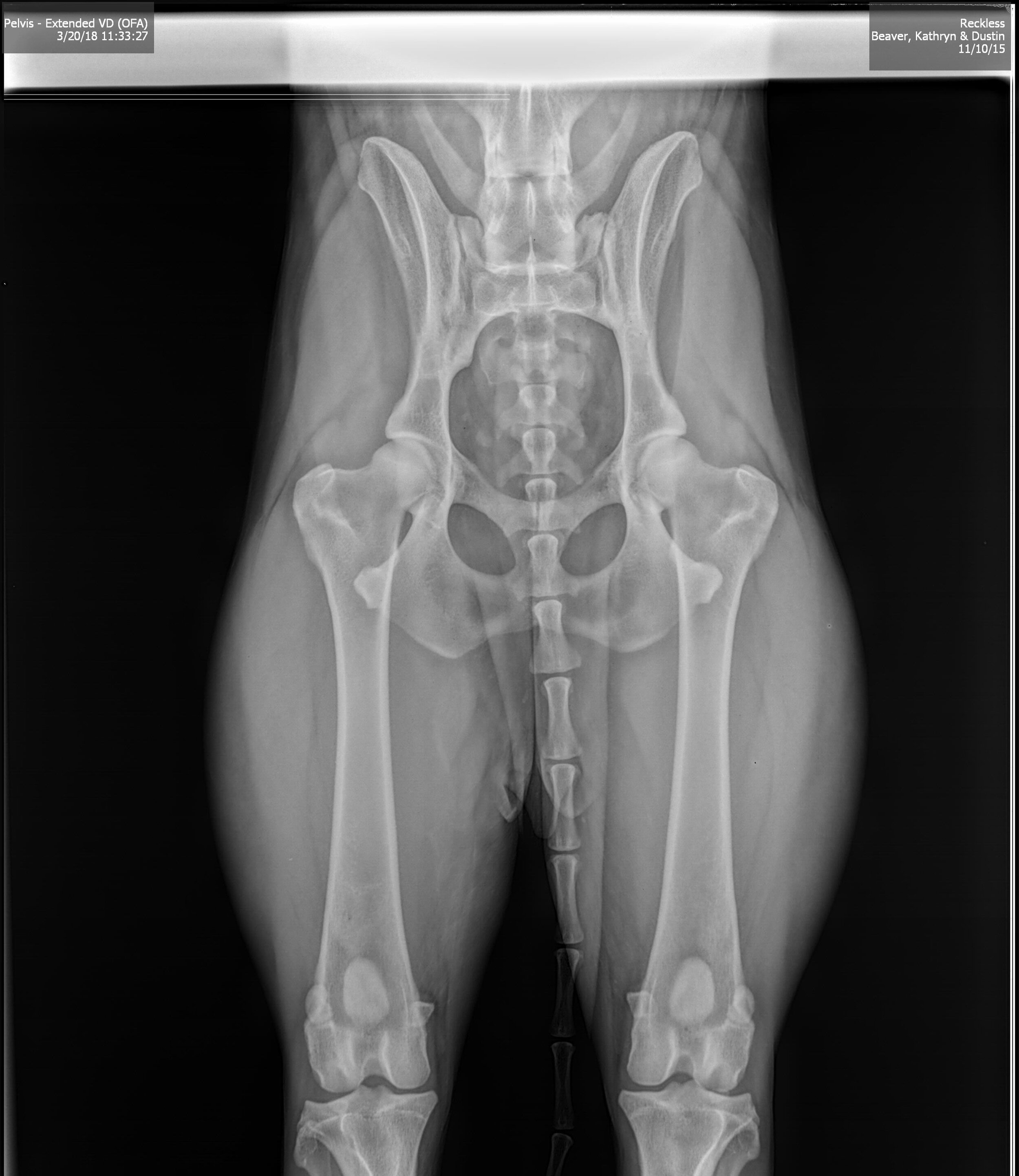 OFA Hip X-ray Certification
