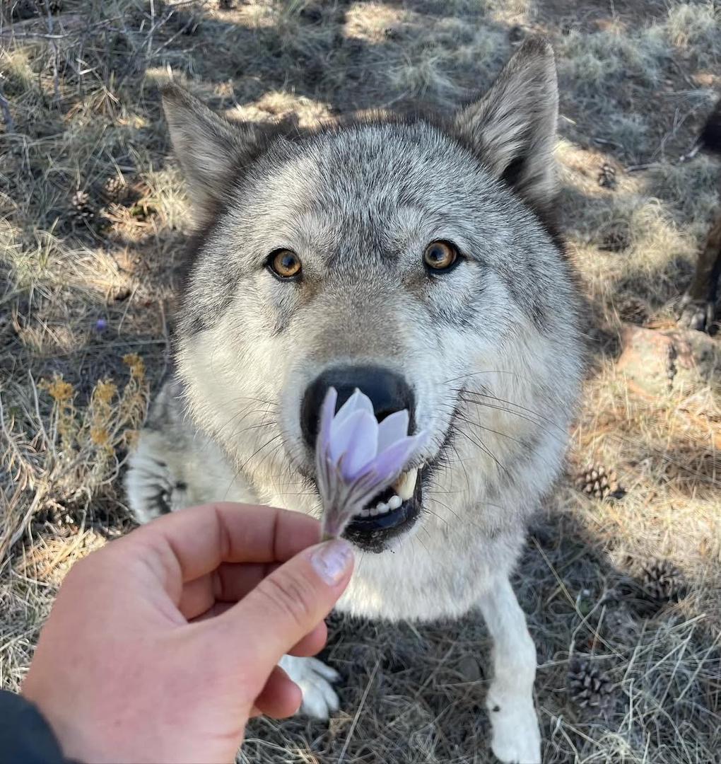 Health tested breeding dogs