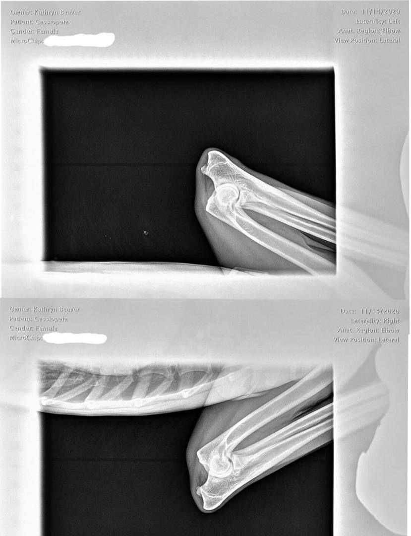 Cassie Elbow X-Ray