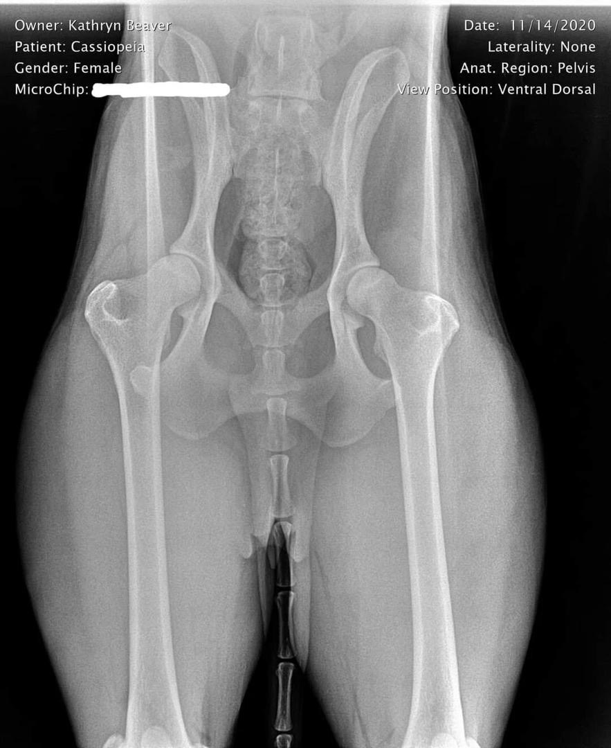 Cassie Hip X-Ray