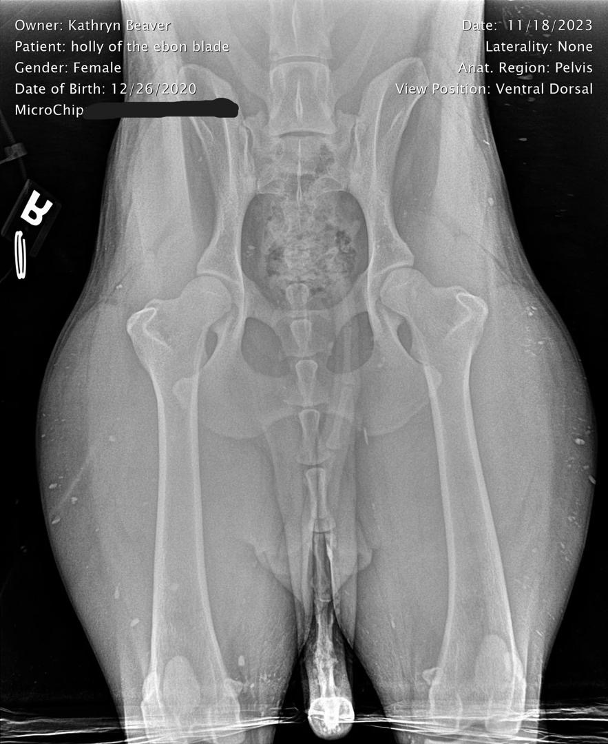 Holly Hip X-Ray