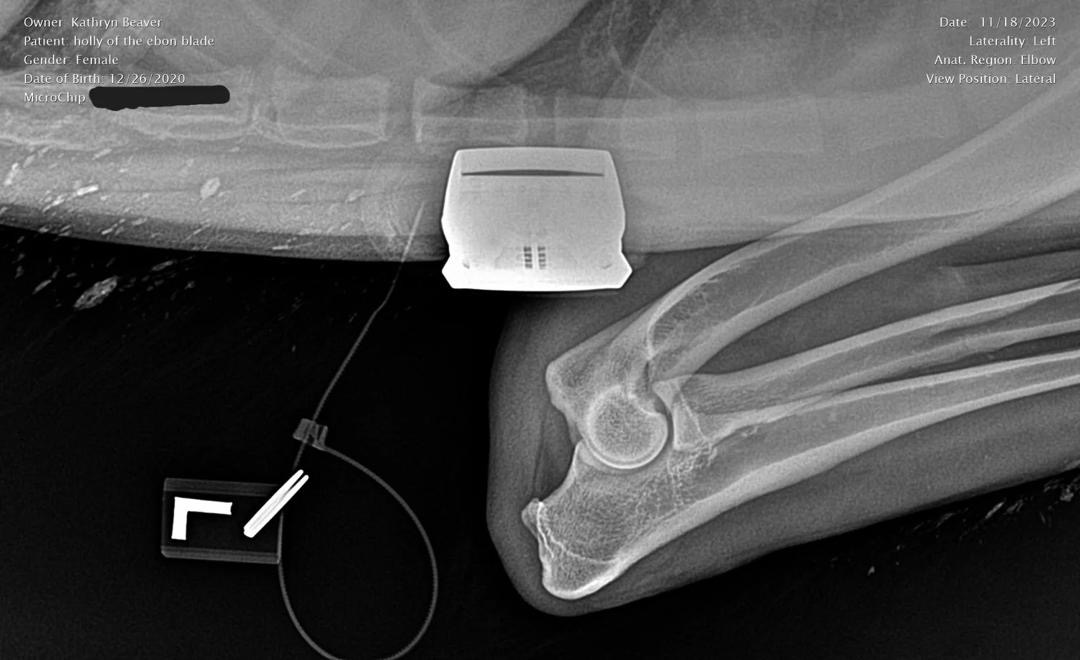 Holly Left Elbow X-Ray