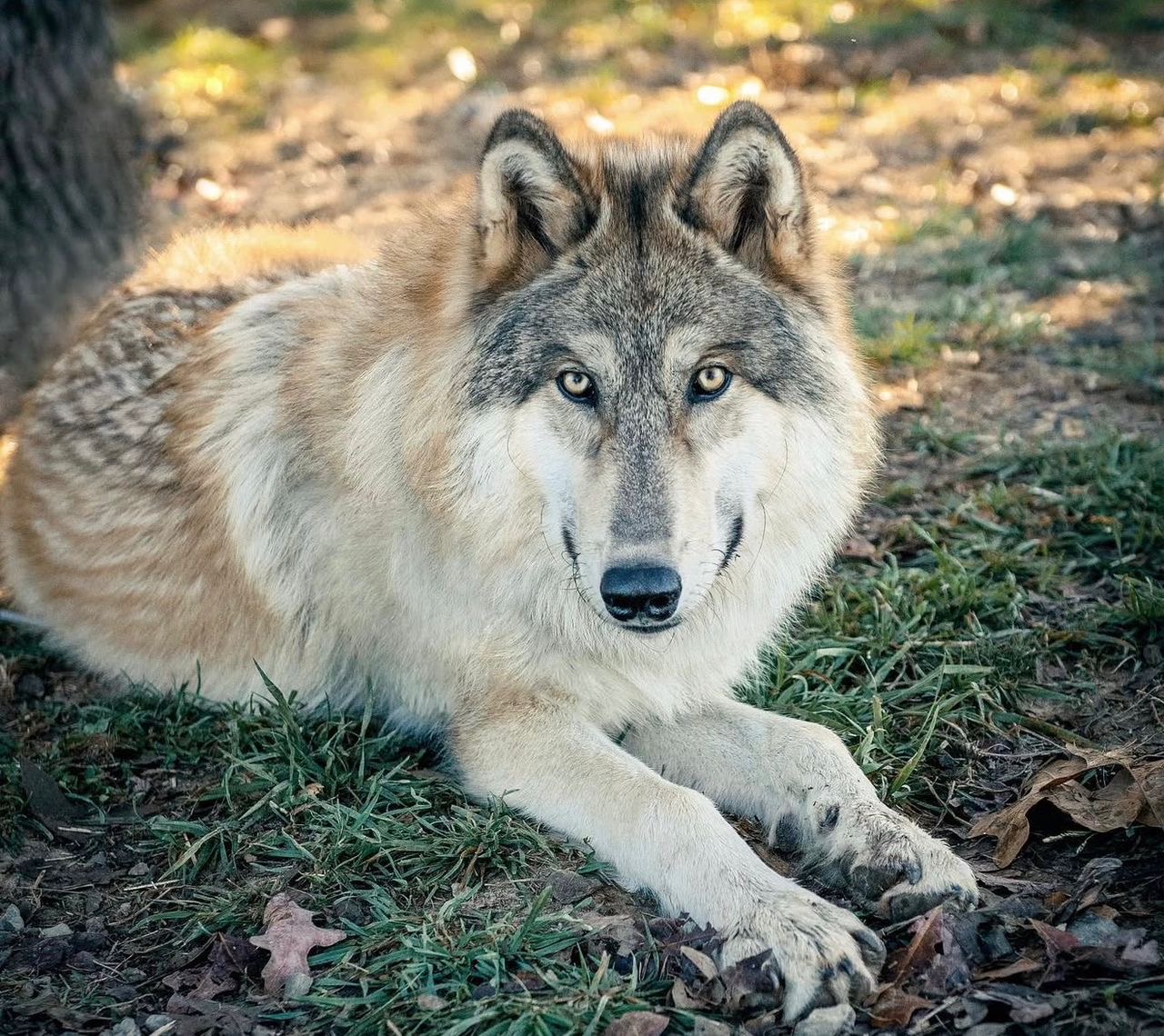 Max Additional Photo