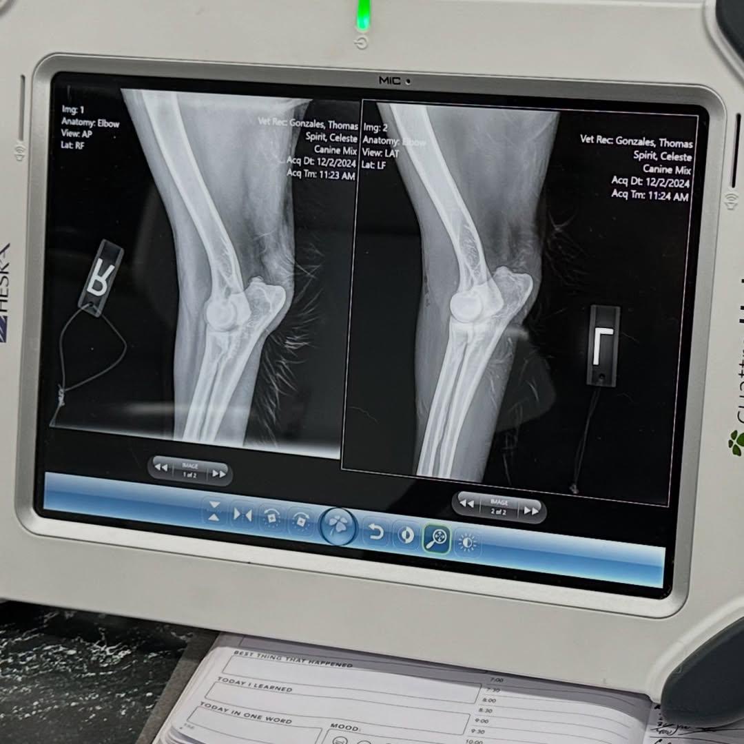 Milo Elbow X-Ray 2